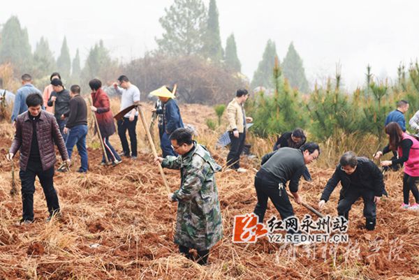 湖南科技学院老师们热火朝天地挥锄种金槐