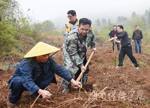 湖南科技学院党委书记陈弘与潮水铺村村支书一同种下金槐树苗。